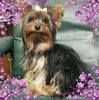 kimberly3662